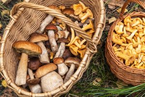 Cesti con varietà di funghi: porcini e finferli