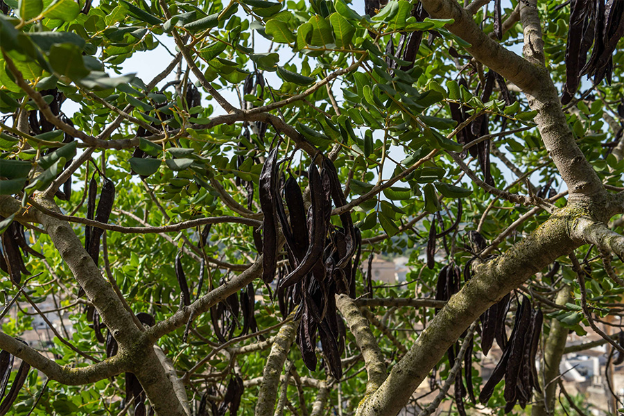 La pianta della carruba produce baccelli contenenti i semi di carruba